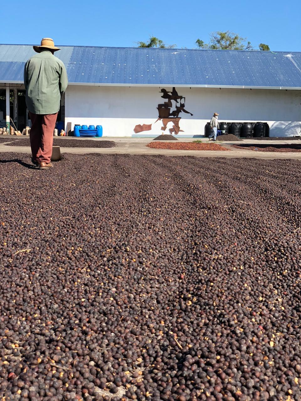 BLACK GEISHA: Panama Creativa Coffee District