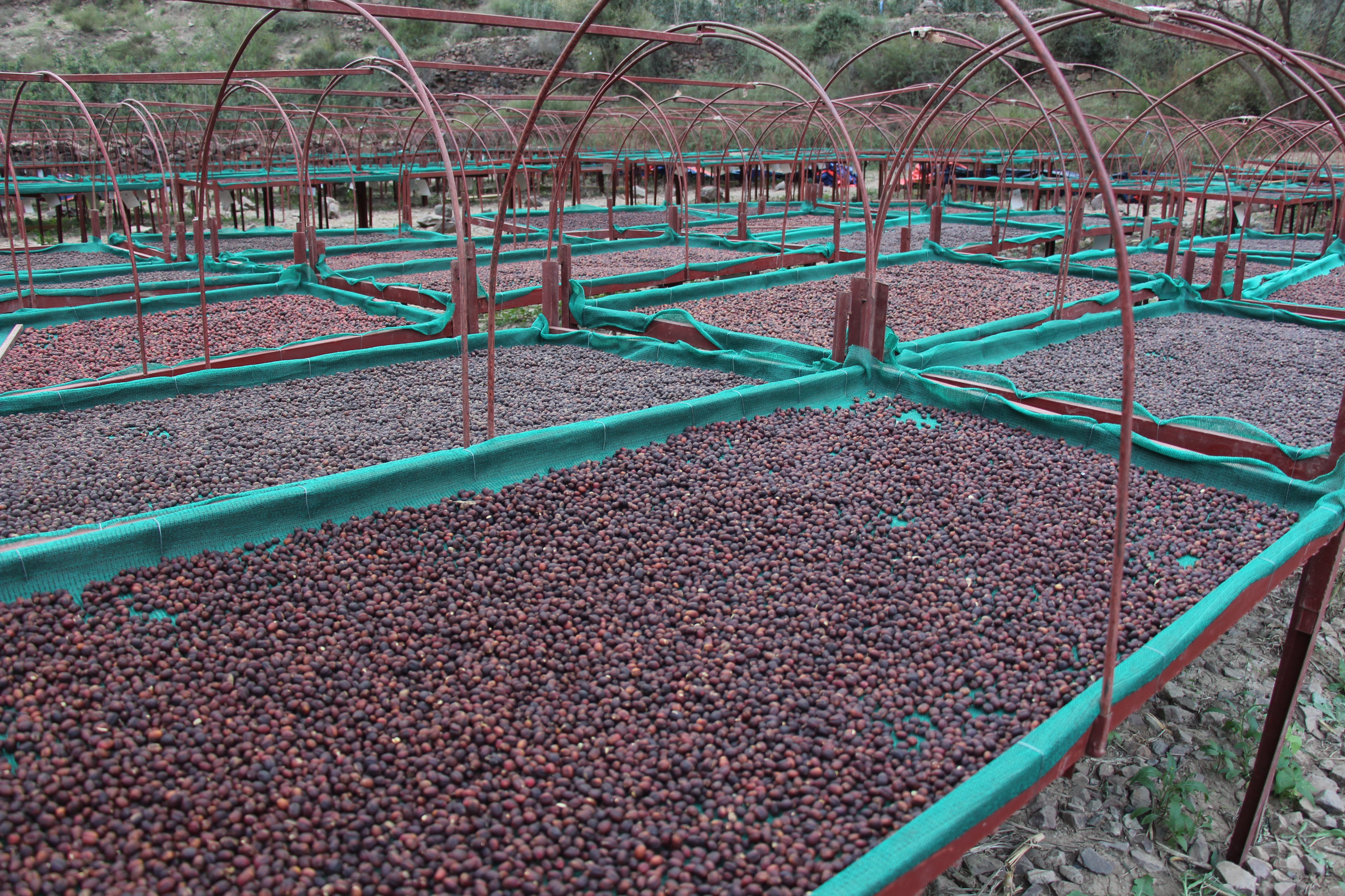 YEMEN HAYMA AA Anaerobic