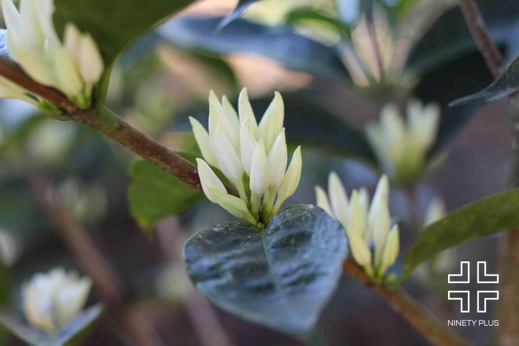 BUBBLY GEISHA 90+: Panama Anaerobic