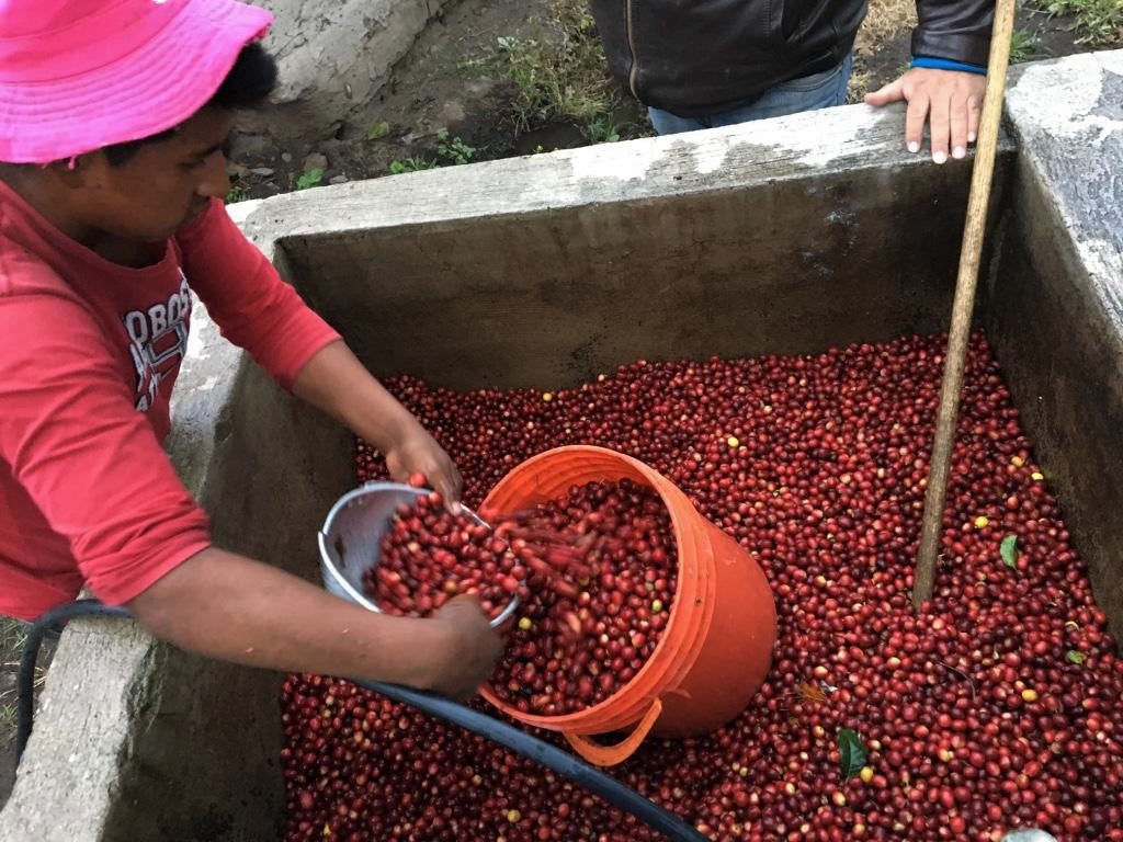 APRICOT CRUSH: Ecuador Anaerobic