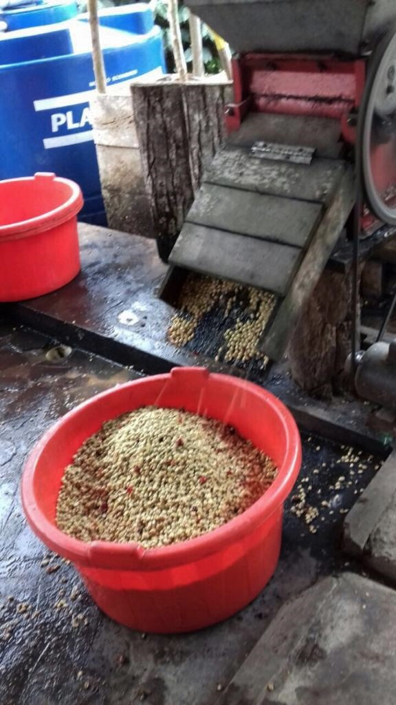 APRICOT CRUSH: Ecuador Anaerobic