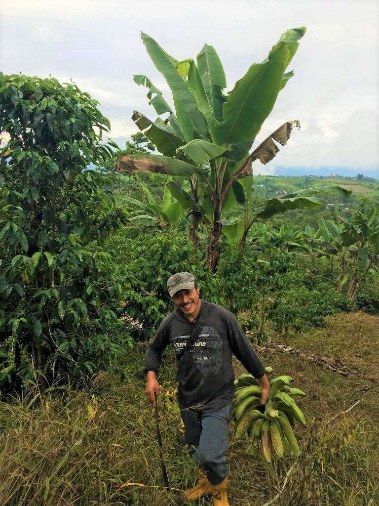 APRICOT CRUSH: Ecuador Anaerobic