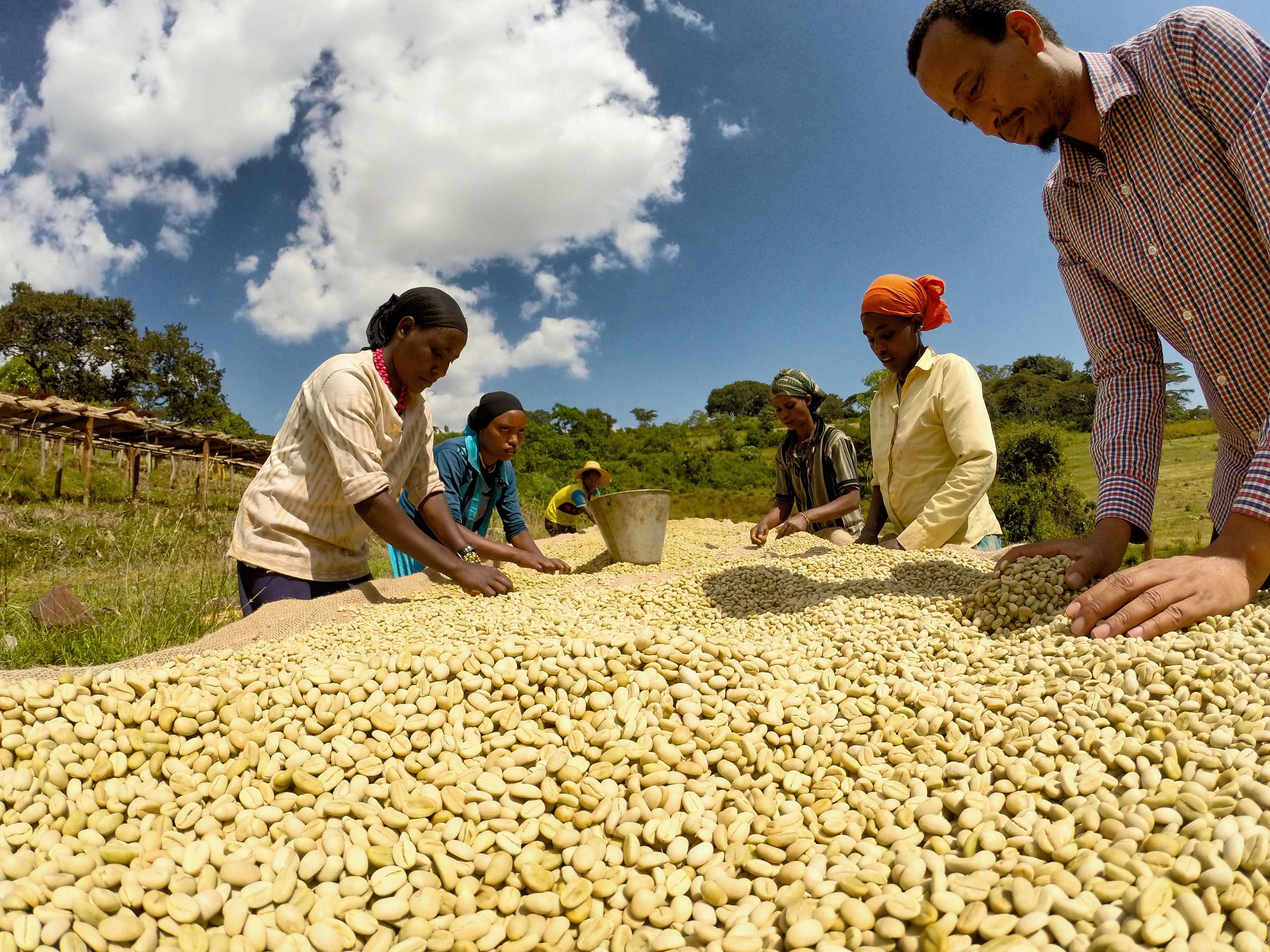 BIRHANU HAILE: Ethiopia Yirgacheffe
