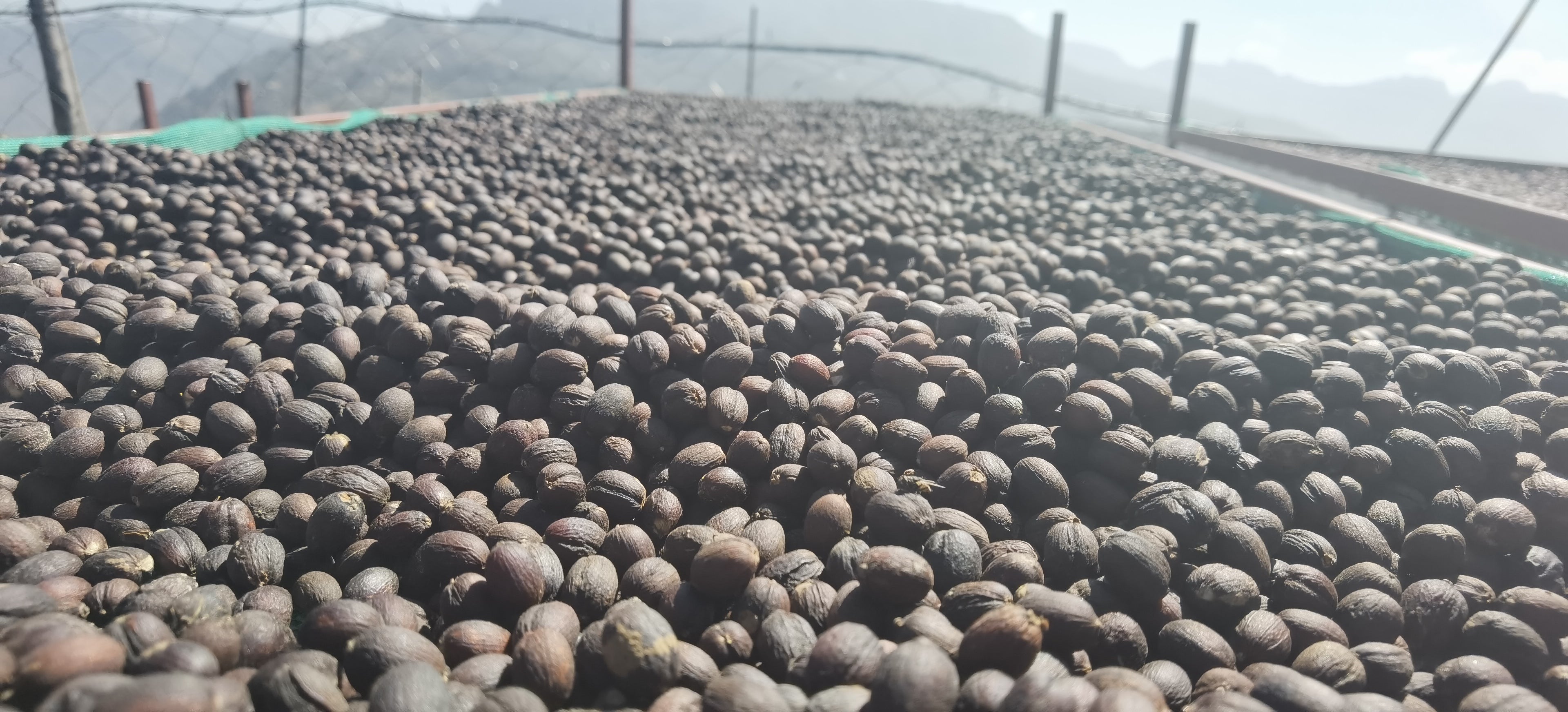 YEMEN AL SANA'A: Anaerobic Natural AA