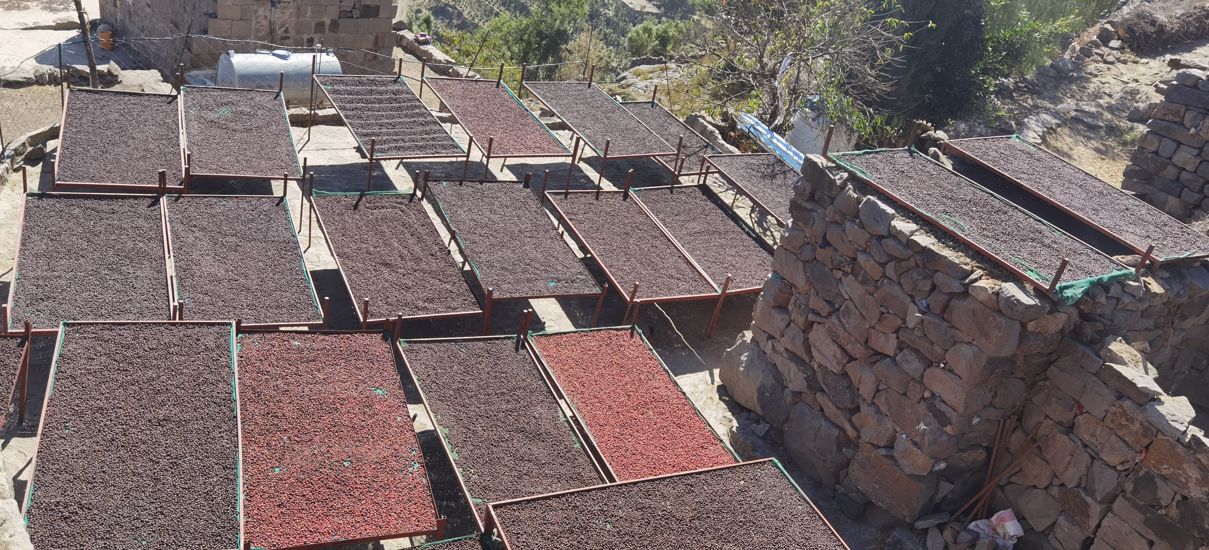 YEMEN AL SANA'A: Anaerobic Natural AA