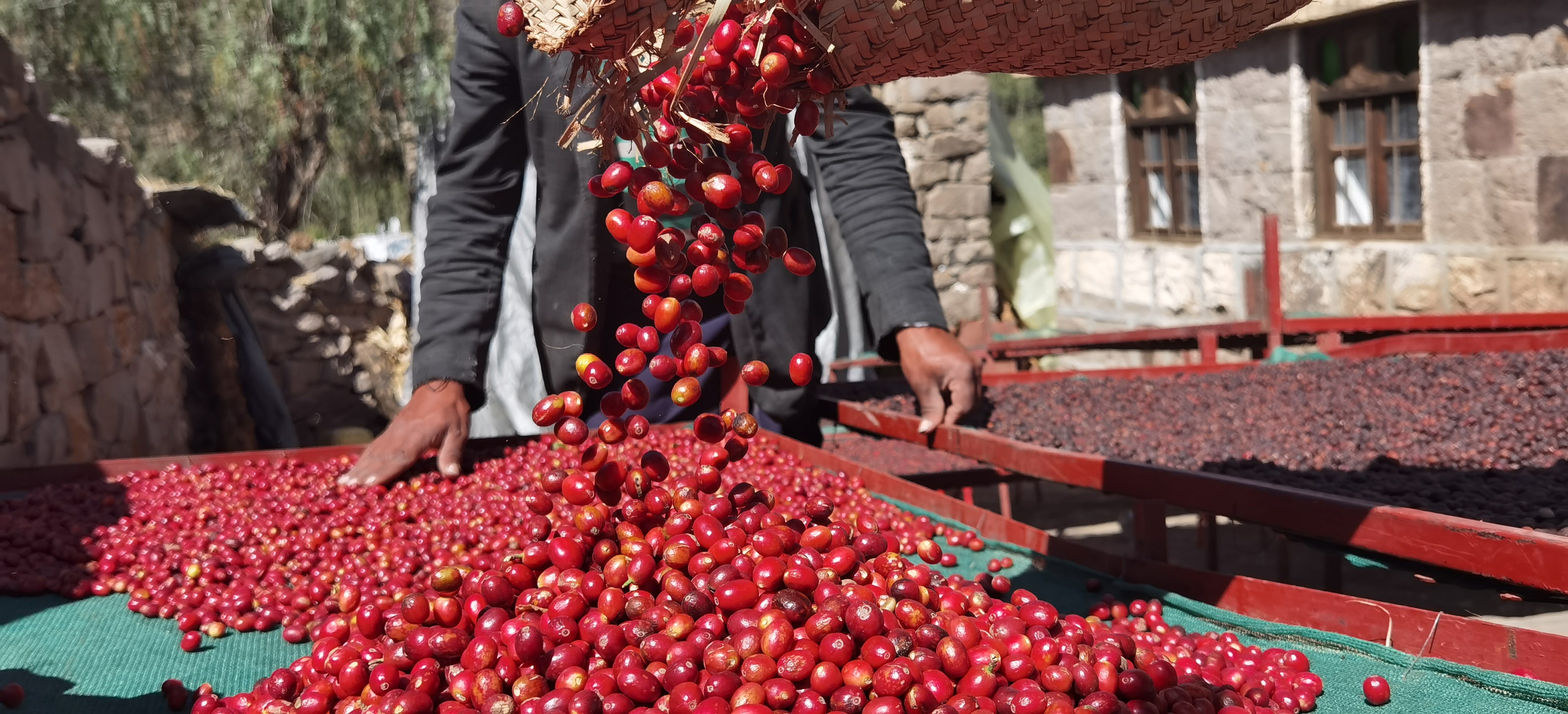 YEMEN AL SANA'A: Anaerobic Natural AA
