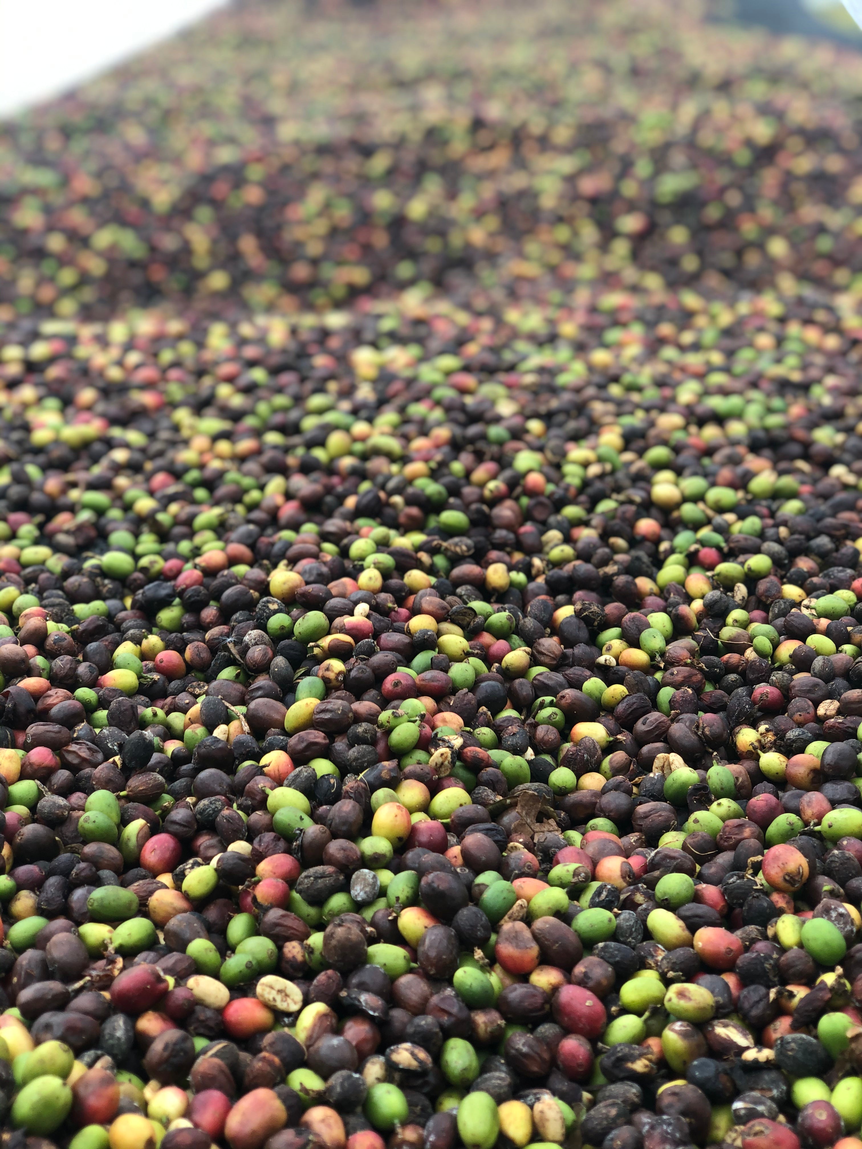 DARK ROAST: Panama Barreta