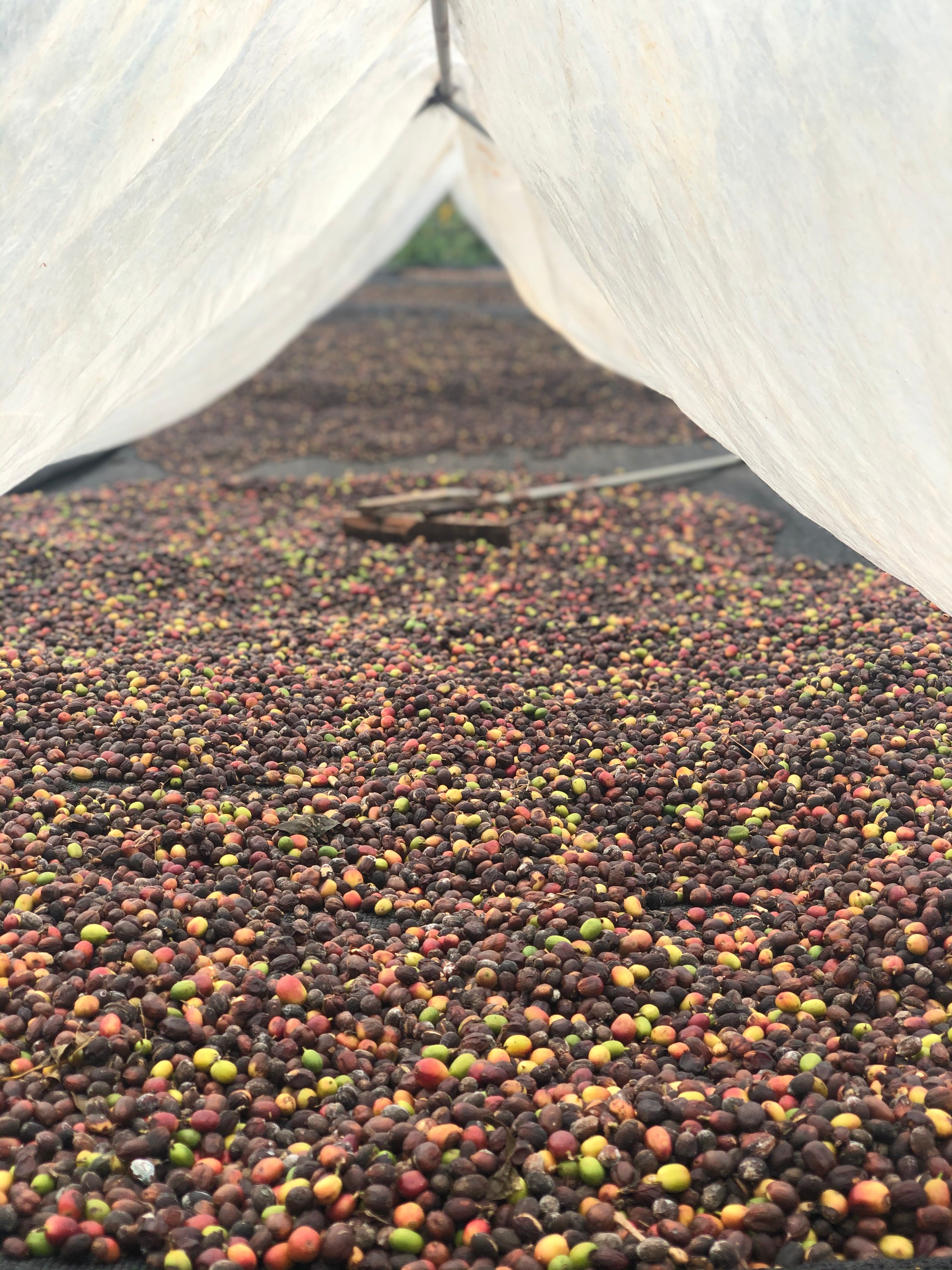 DARK ROAST: Panama Barreta