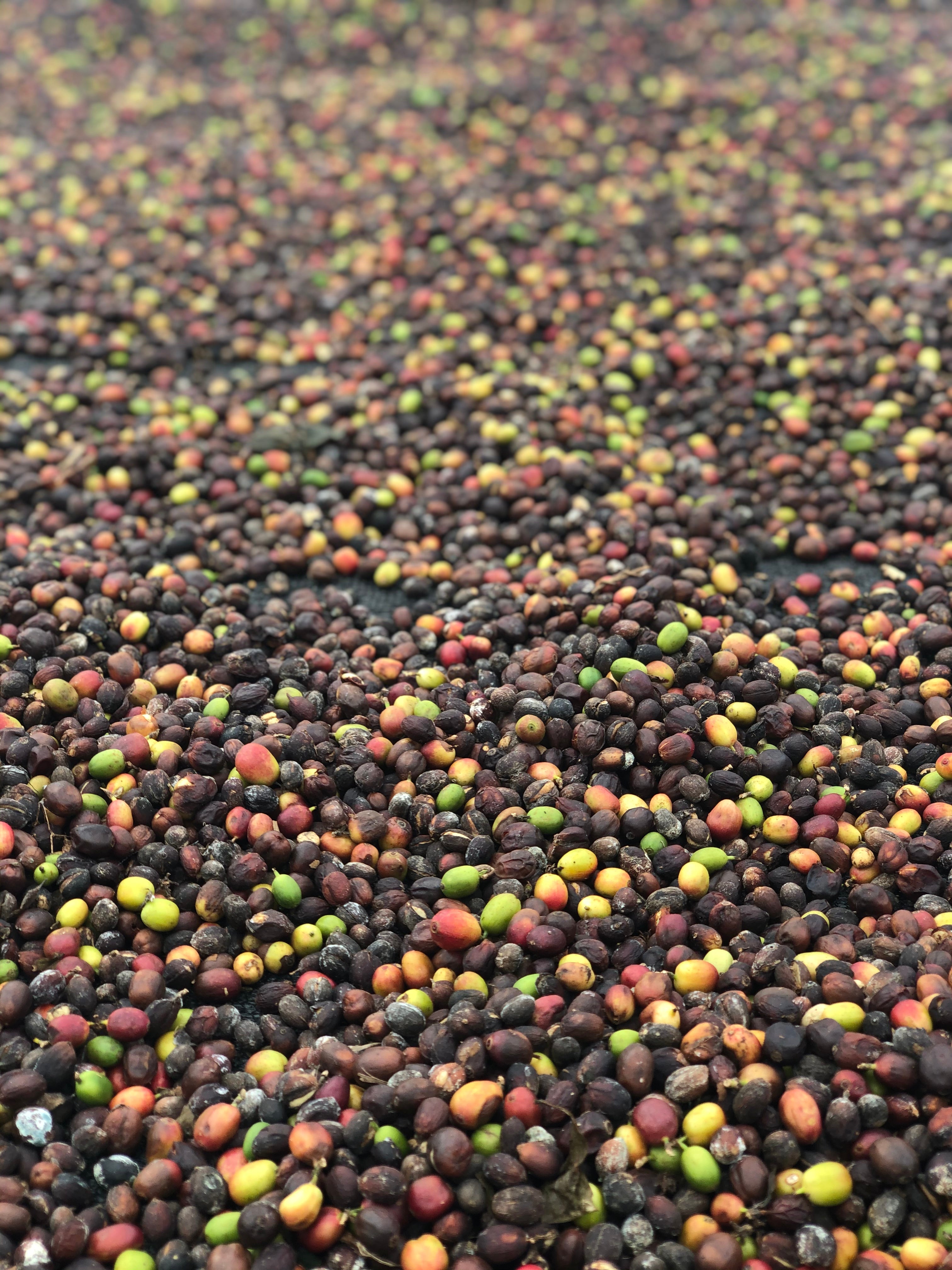 DARK ROAST: Panama Barreta