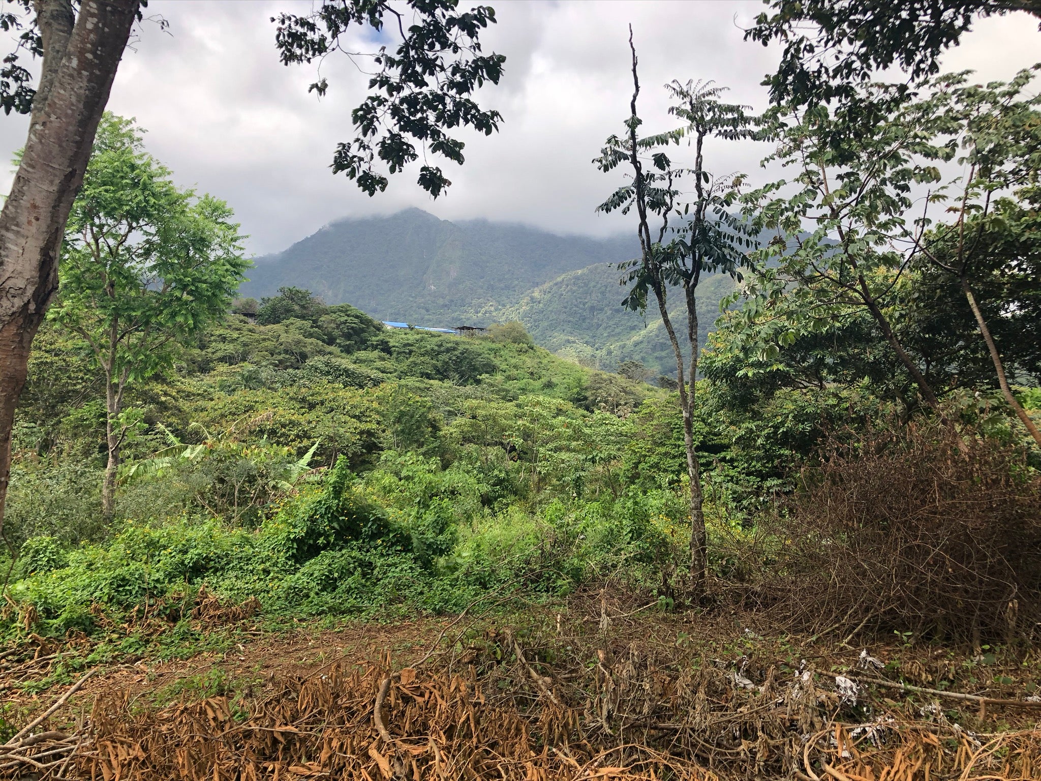 DARK ROAST: Panama Barreta