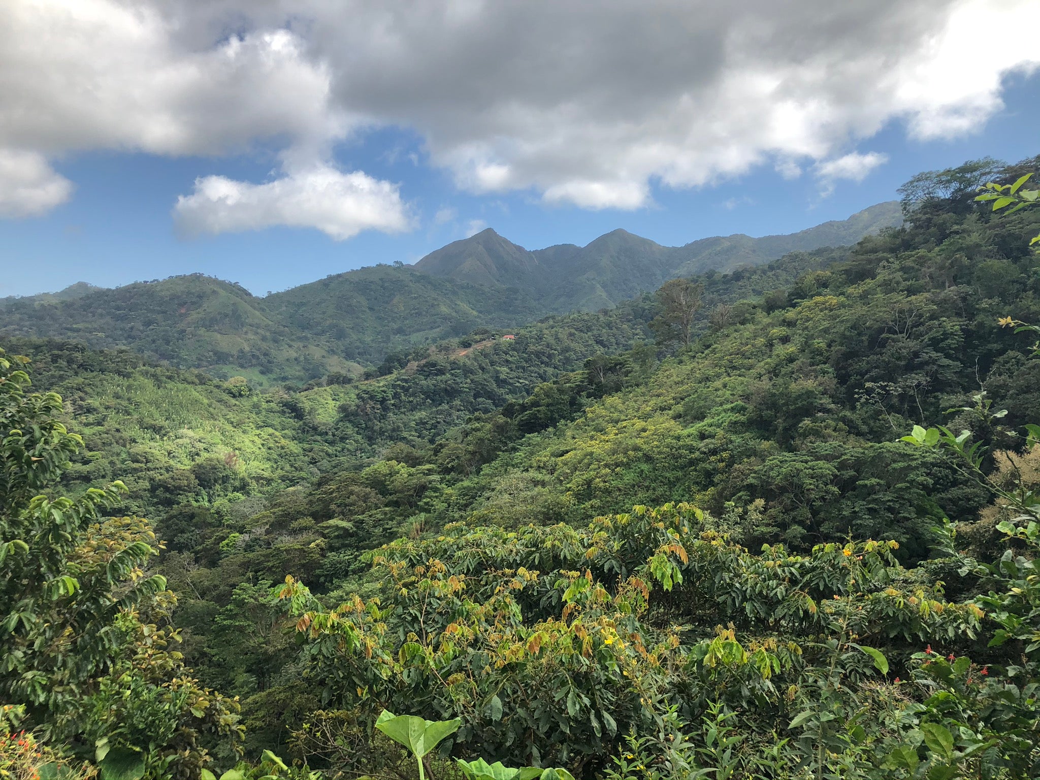 DARK ROAST: Panama Barreta