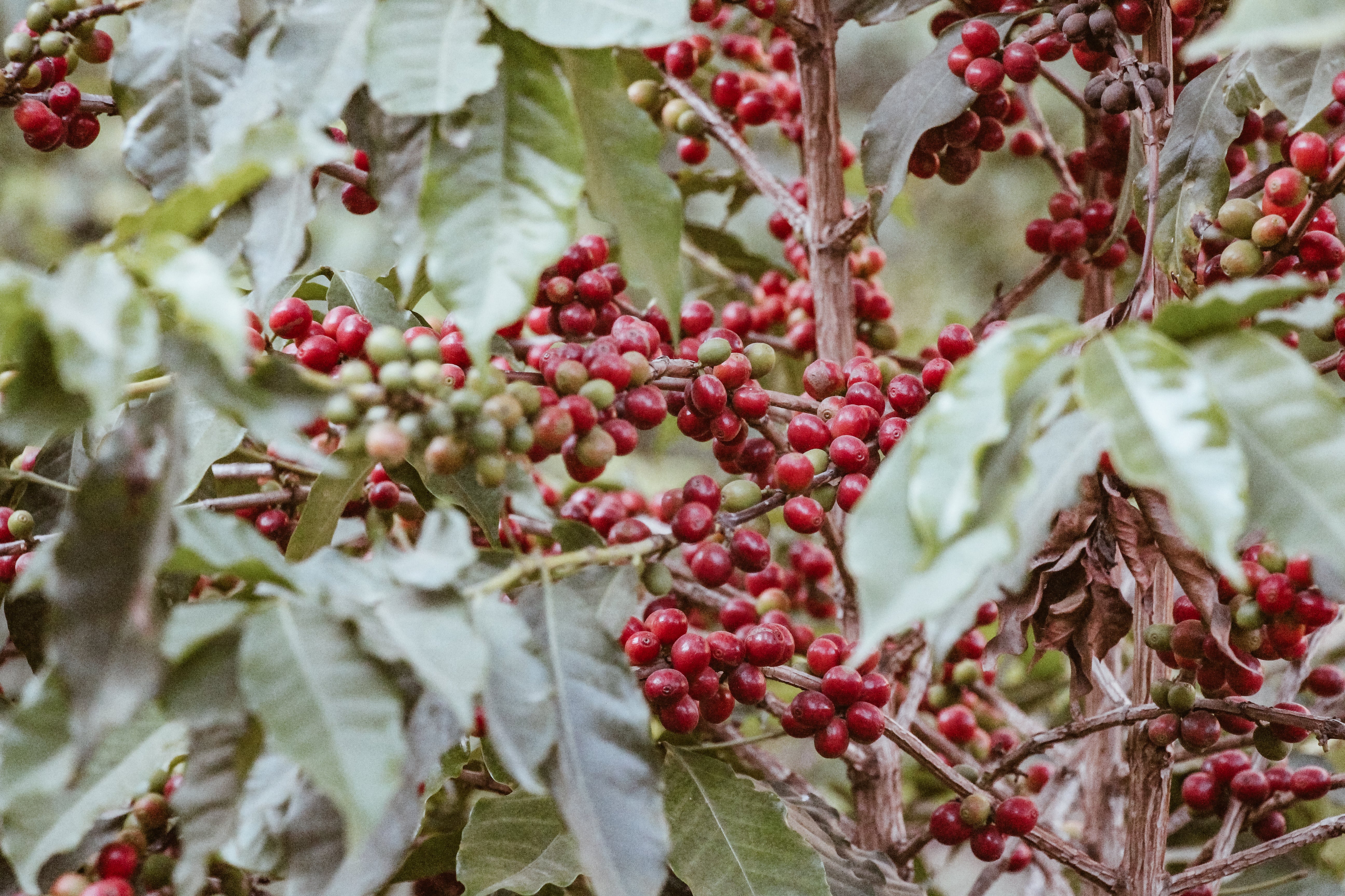 YEMEN SAGEER AL KHOULANI AA