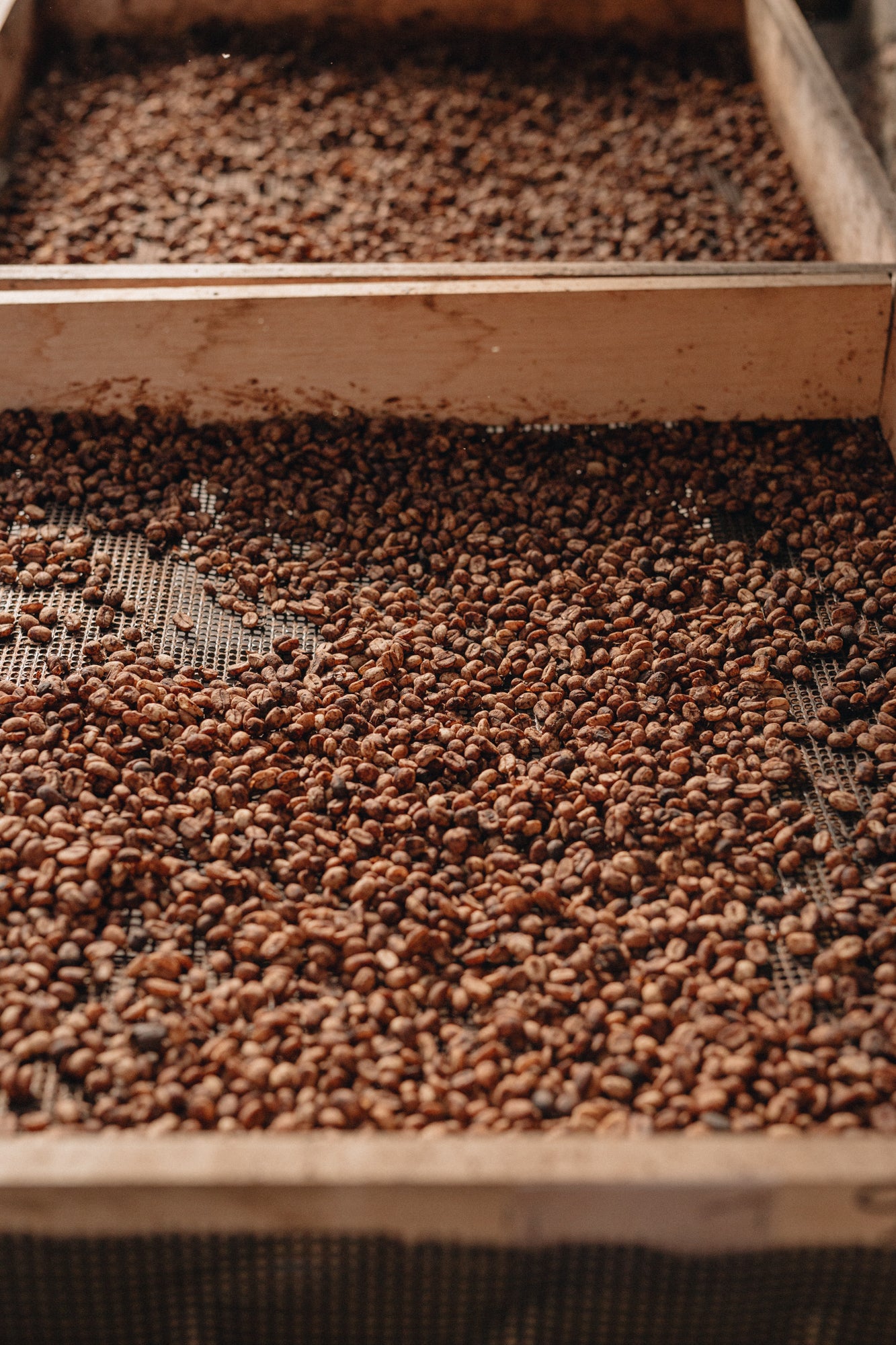 VERANILLO: Colombia Anaerobic Natural