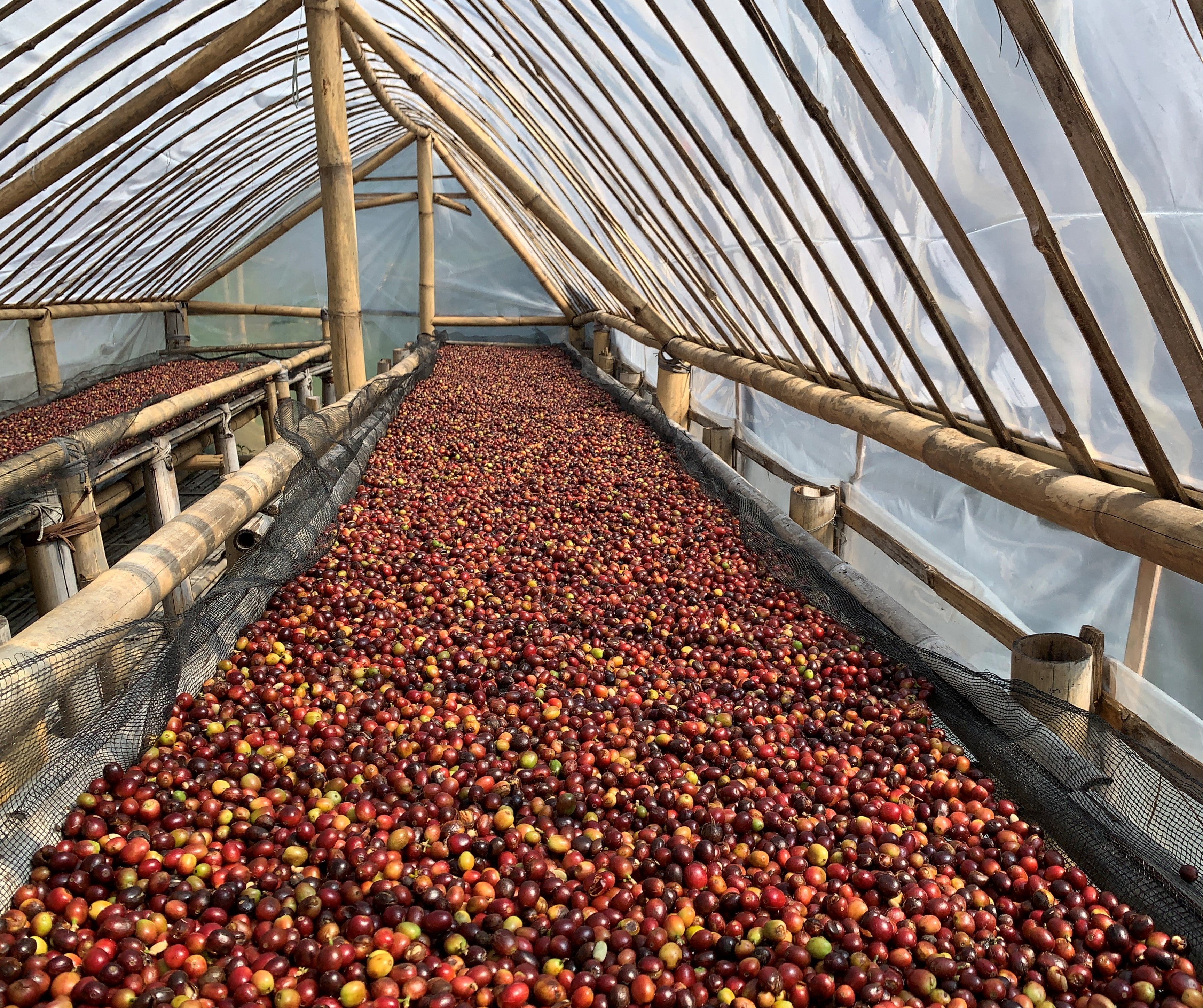 BANYAN TREE: Indonesia West Java Natural