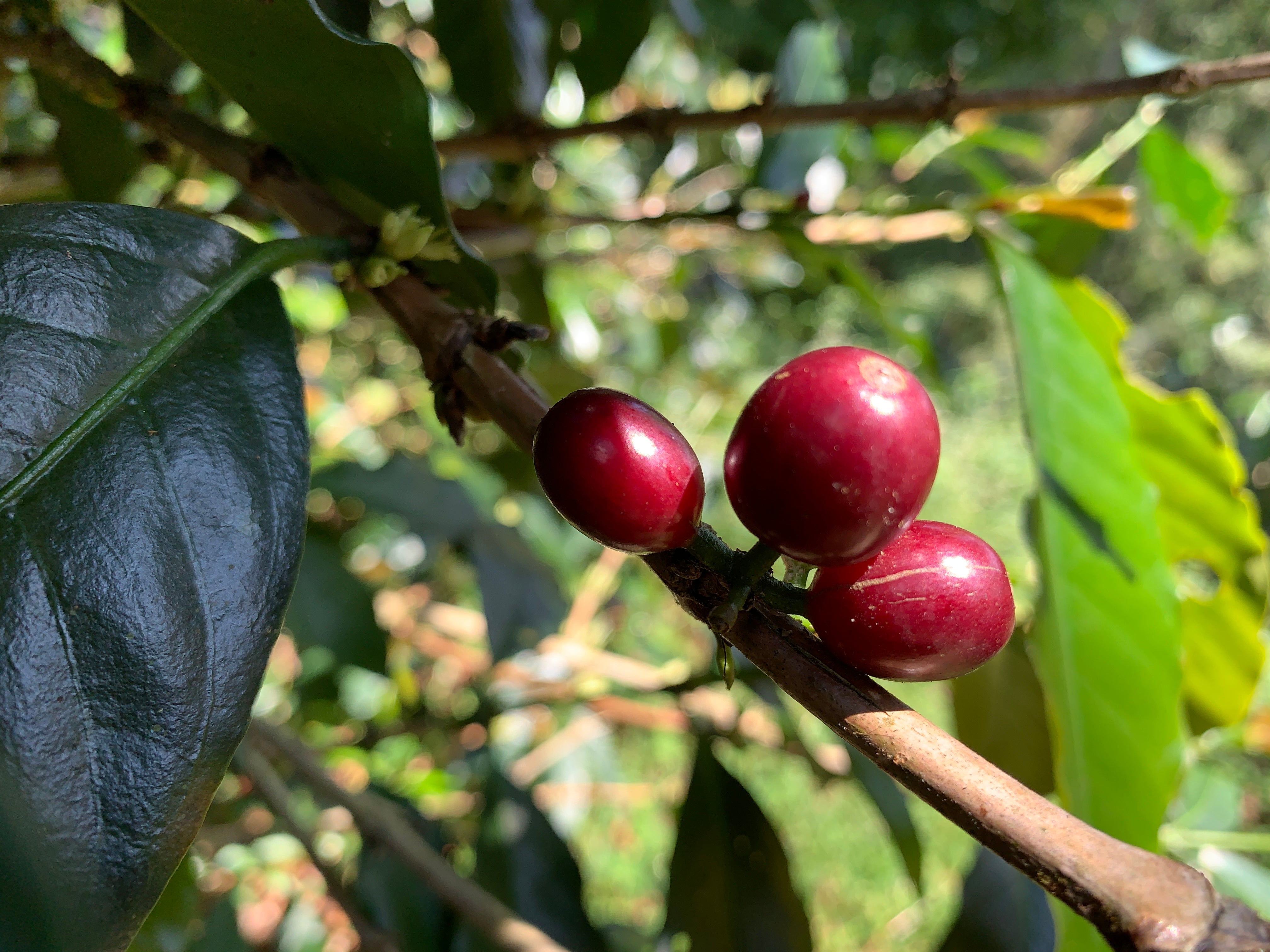 BANYAN TREE: Indonesia West Java Natural