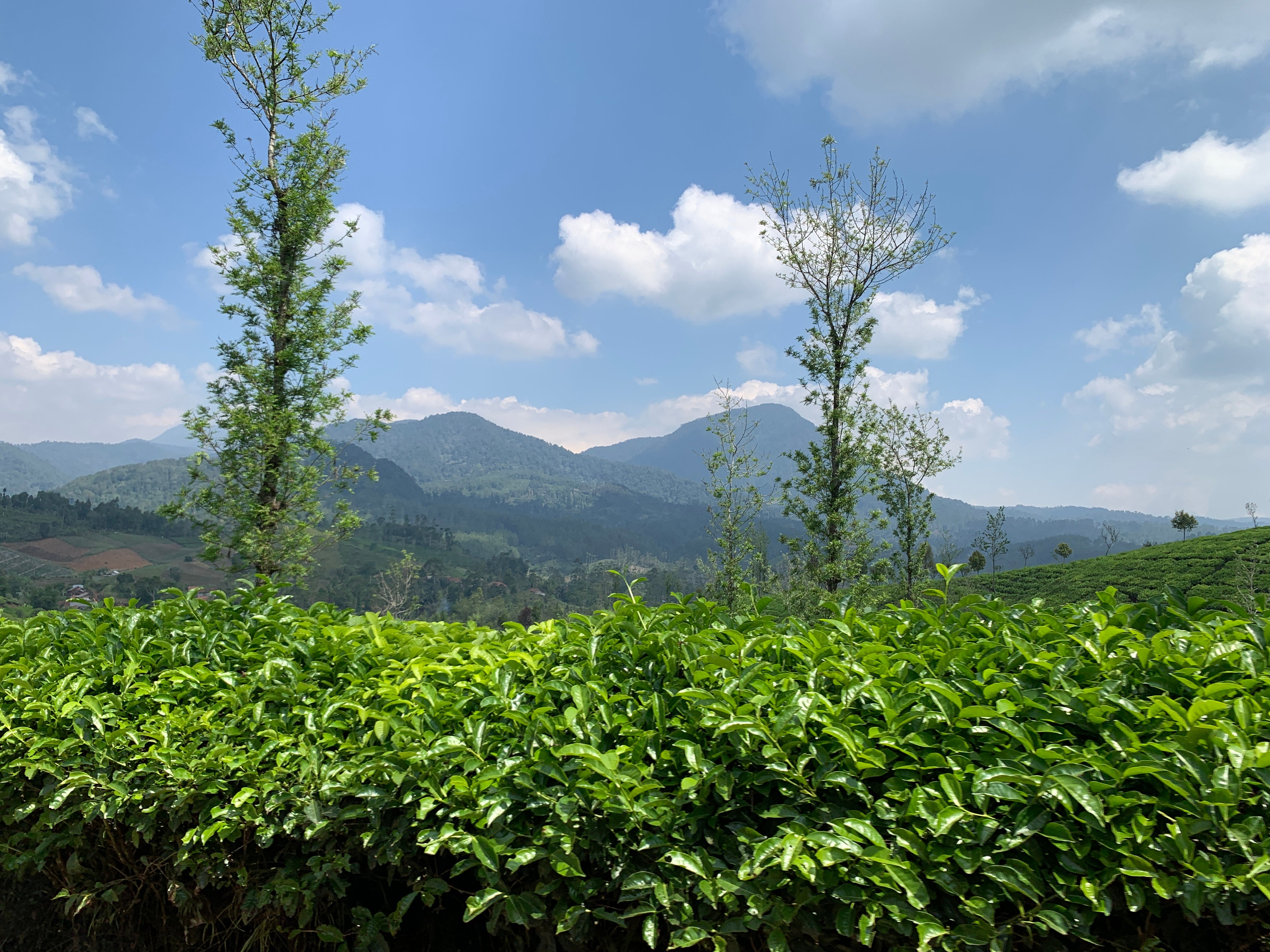 BANYAN TREE: Indonesia West Java Natural