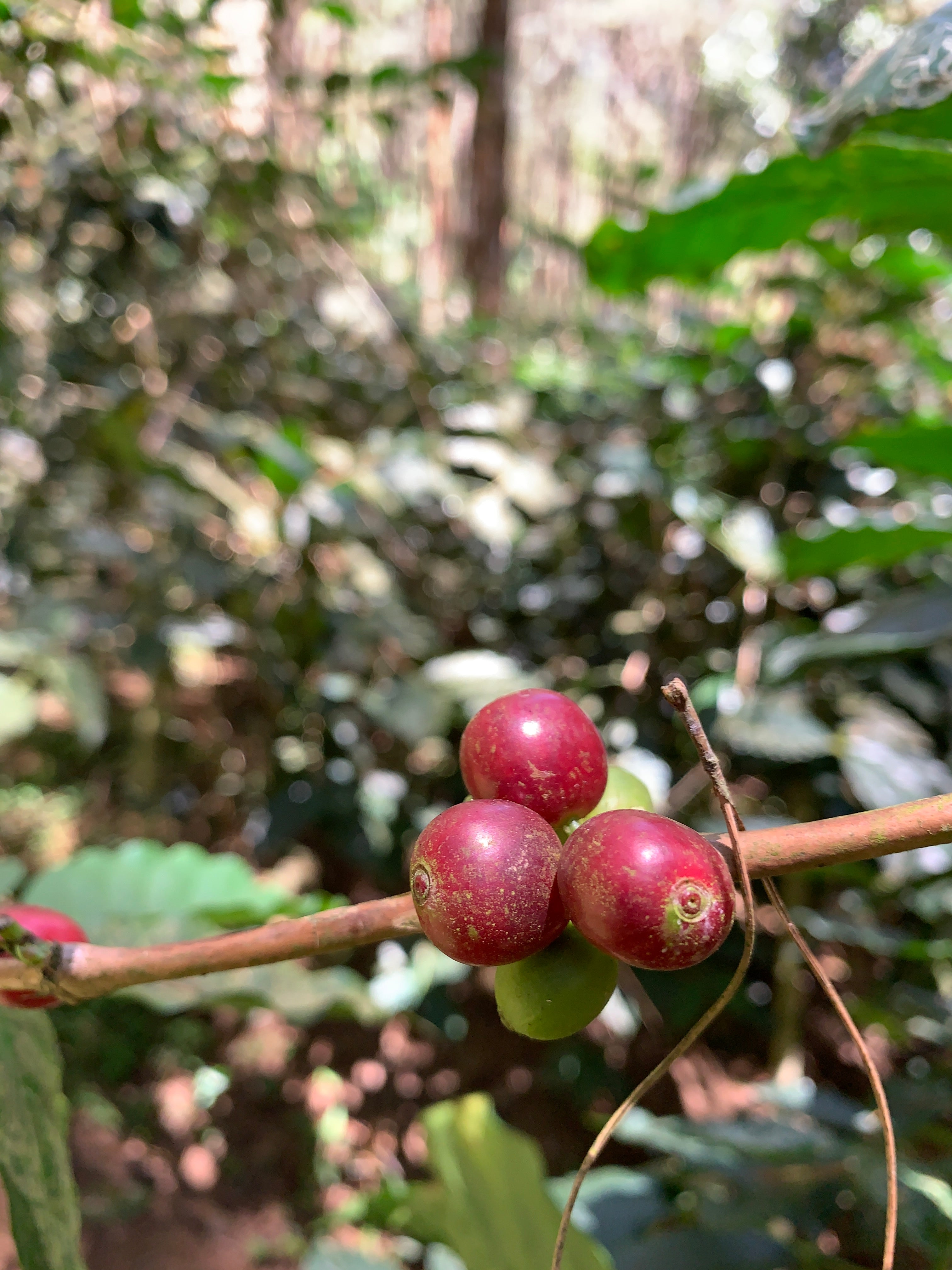 CIKOLE: Indonesia West Java Anaerobic