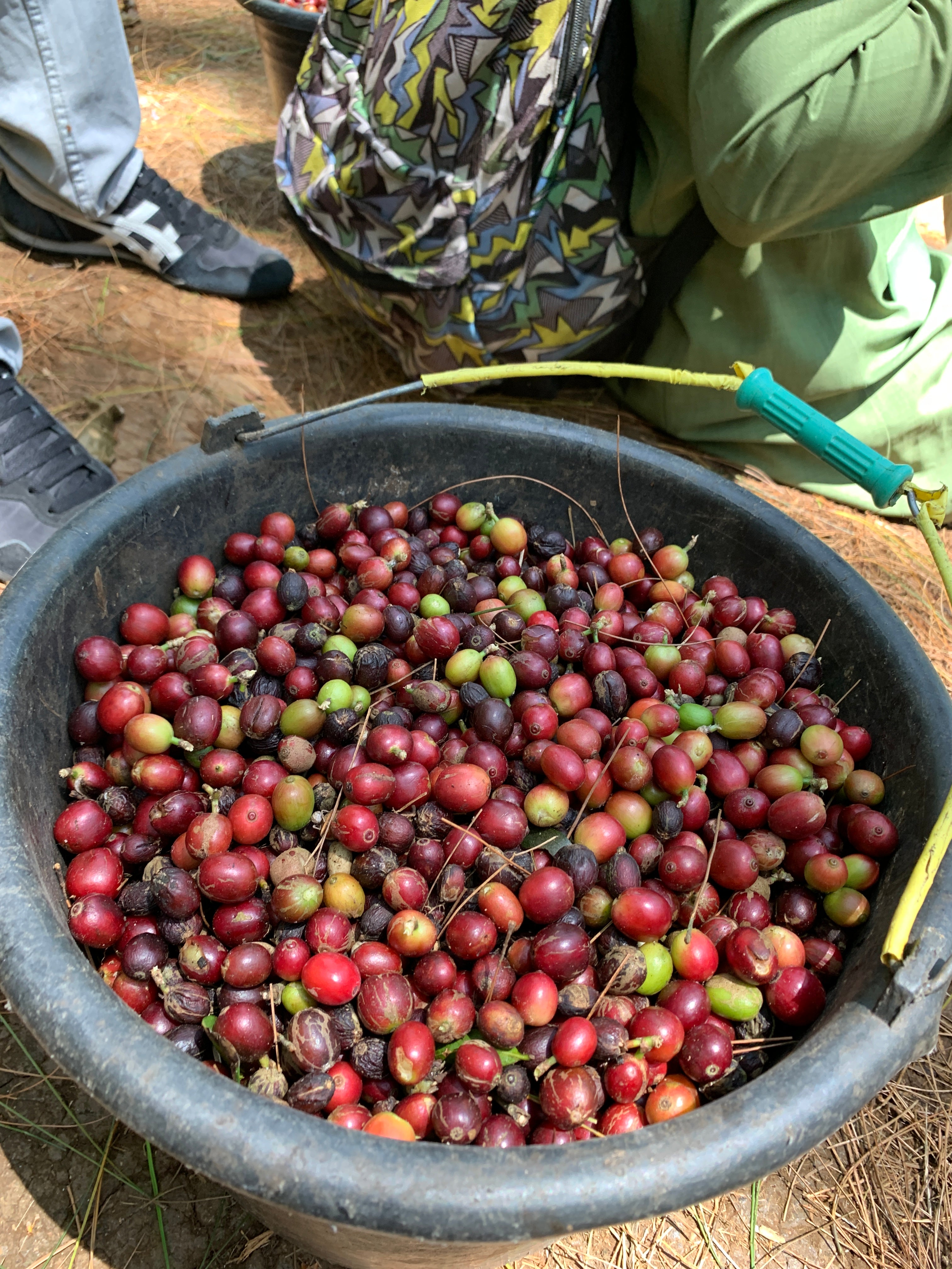 CIKOLE: Indonesia West Java Anaerobic