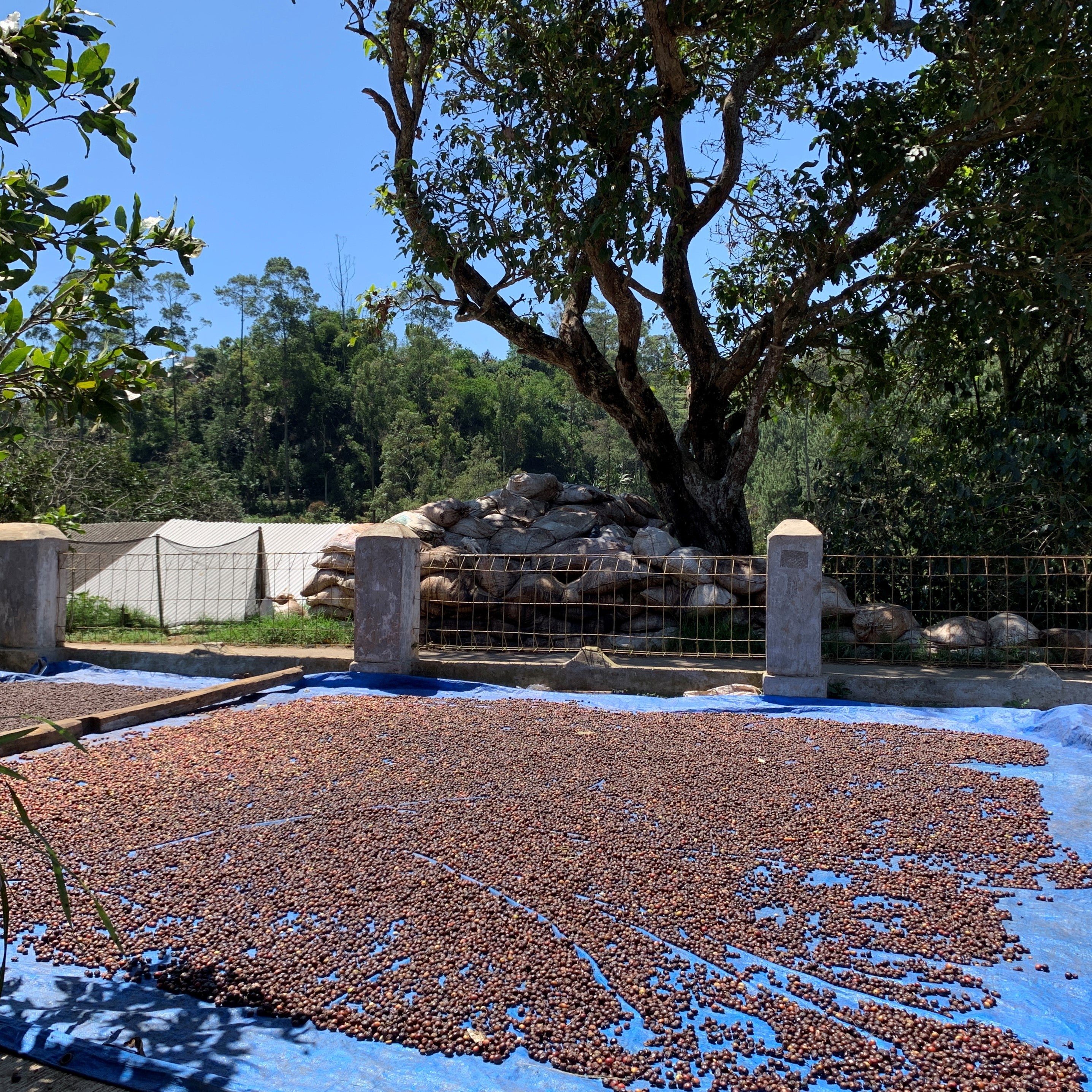 CIKOLE: Indonesia West Java Anaerobic