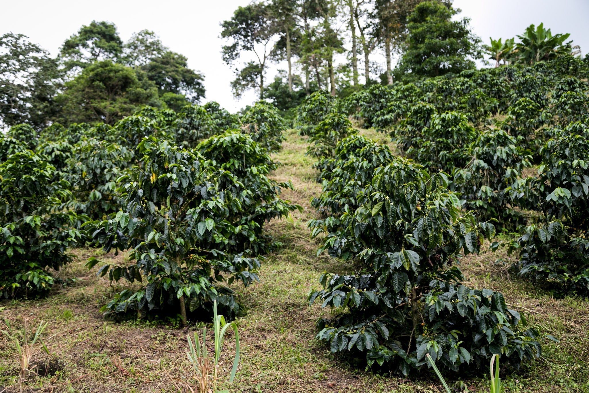 HADŌKEN: Colombia Anaerobic Honey