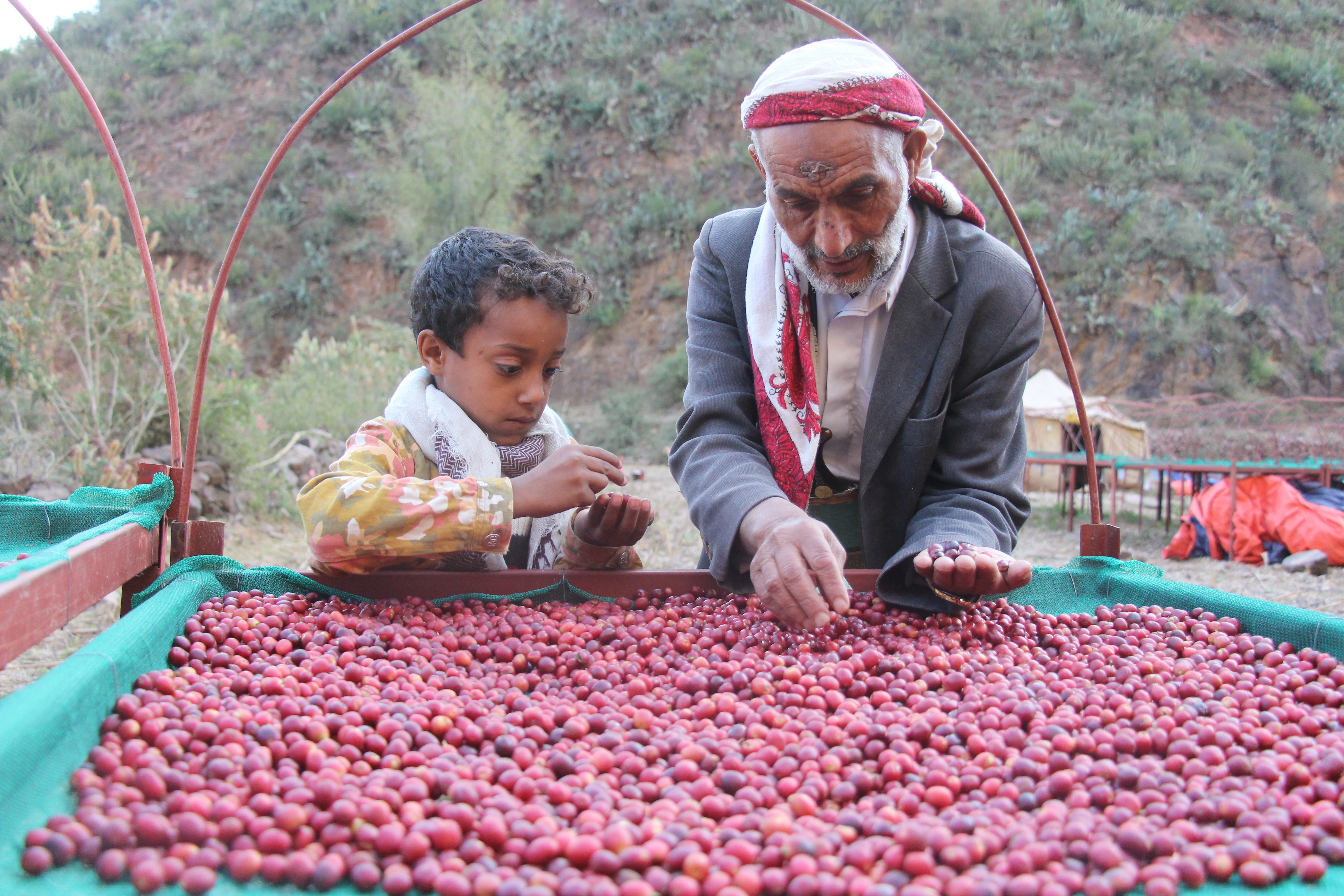 YEMEN HAYMA AA Anaerobic
