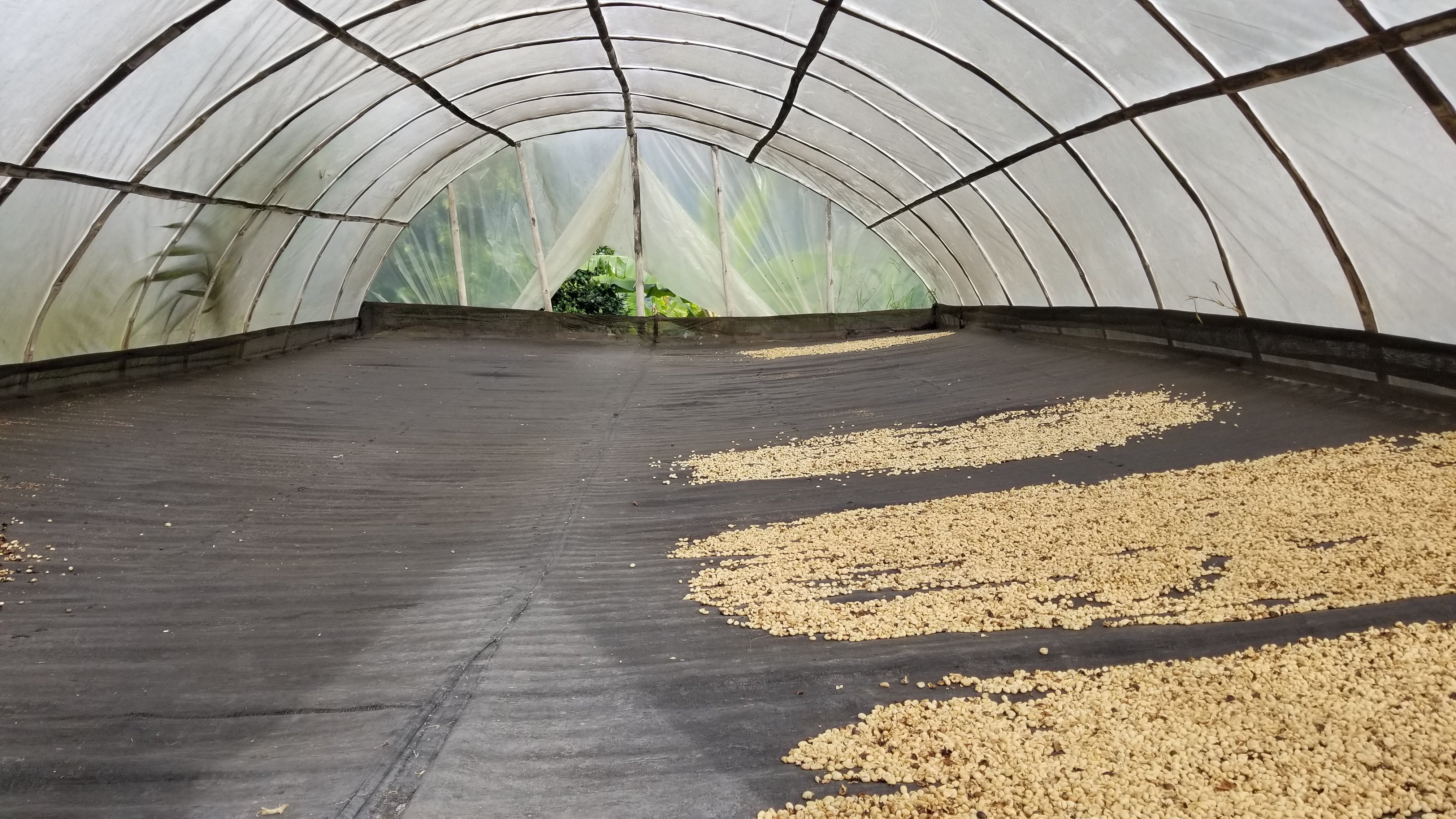 BROWNIE DECAF: Colombia Huila