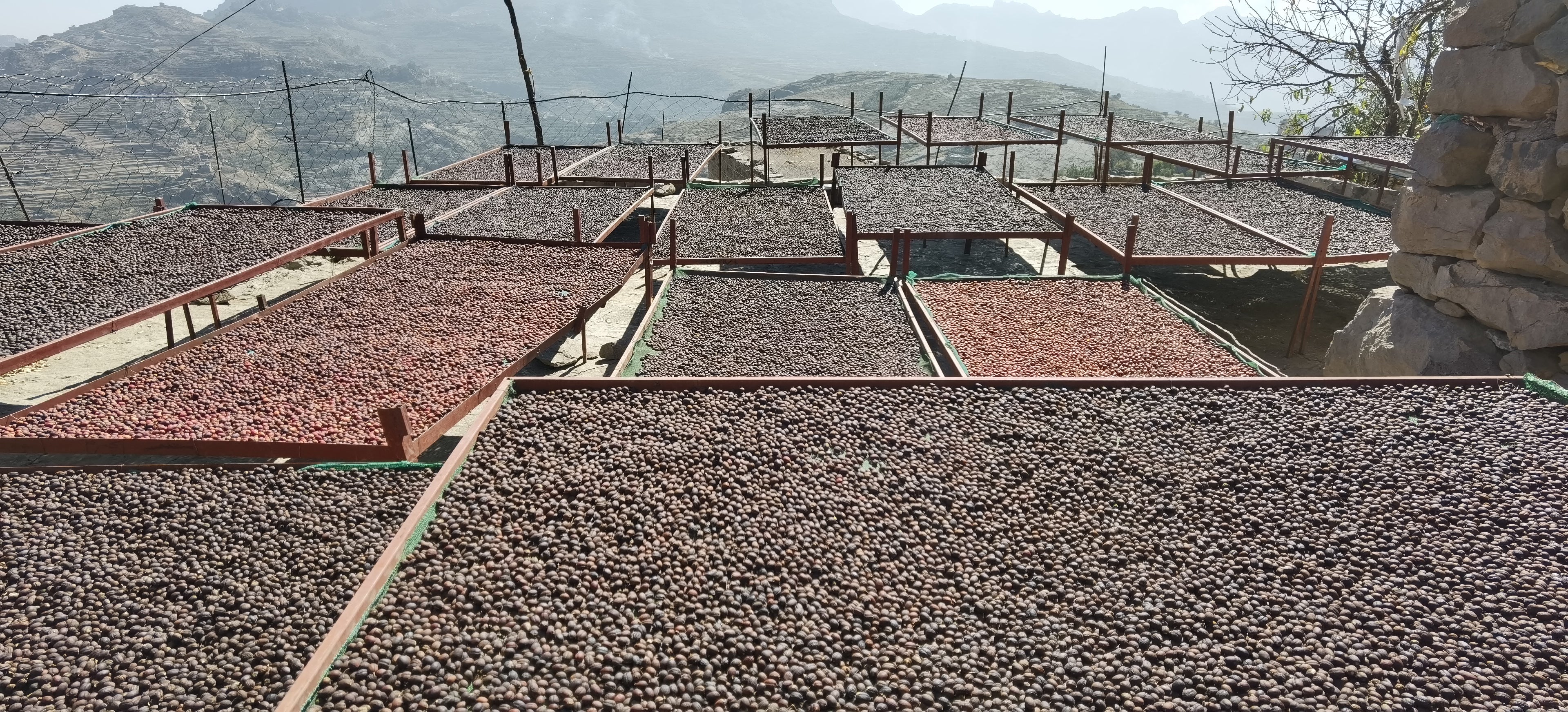 YEMEN AL SANA'A: Anaerobic Natural AA