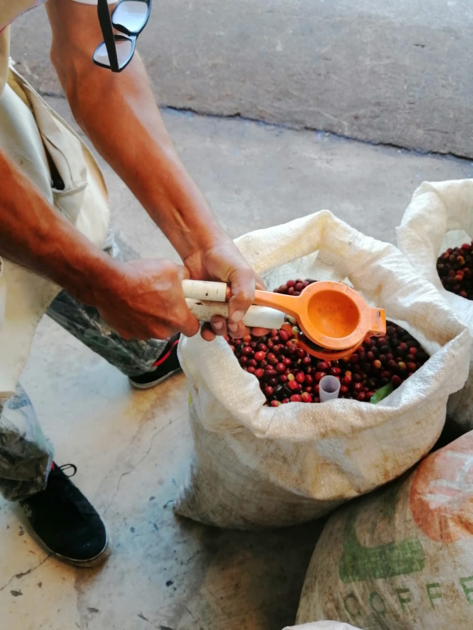 BLACK GEISHA: Panama Creativa Coffee District