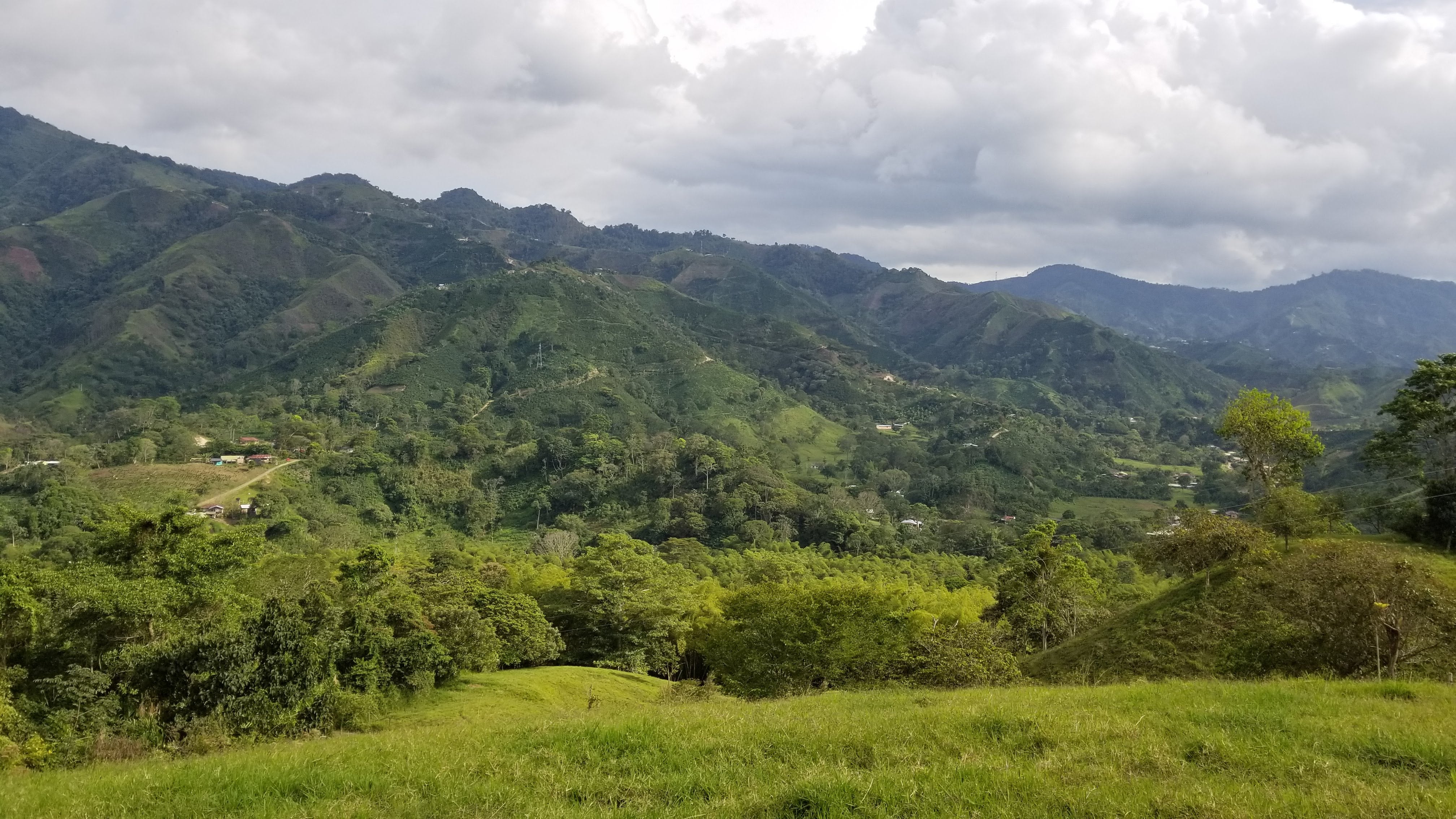 BROWNIE DECAF: Colombia Huila