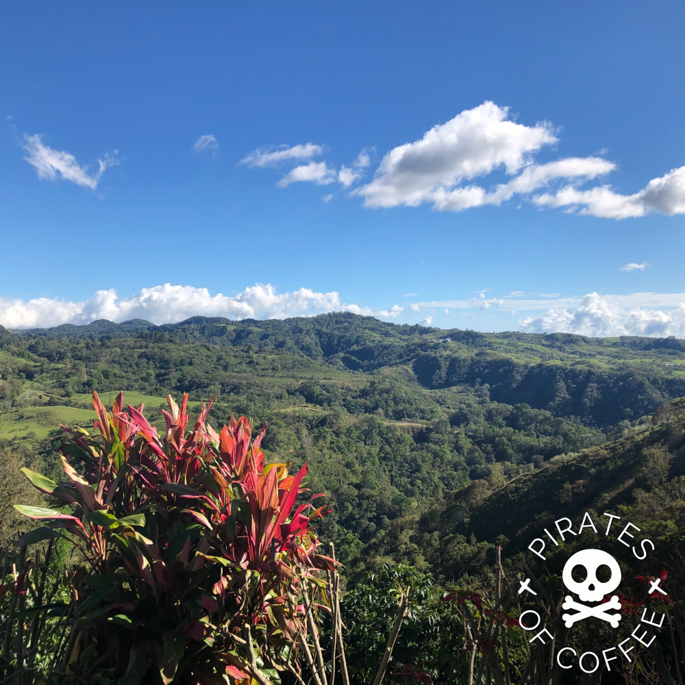 STELLAR AMBER GEISHA - Best of Panama 🏆