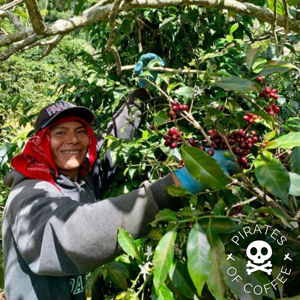 STELLAR AMBER GEISHA - Best of Panama 🏆