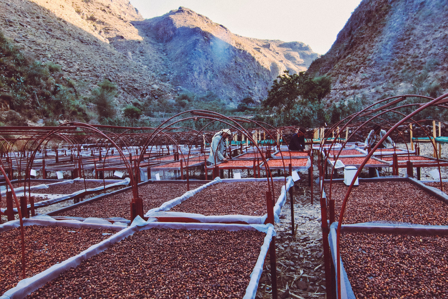 YEMEN SAGEER AL KHOULANI: Natural