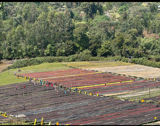 SHANTAWENE ANAEROBIC: Ethiopia Anaerobic Natural (2022)