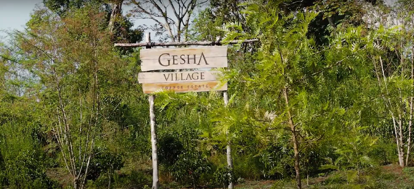 GESHA VILLAGE OMA #120: Ethiopia Natural Gesha 1931