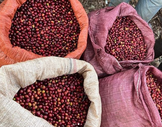 FRUIT BOMBE: Ethiopia Ayla Bombe Natural