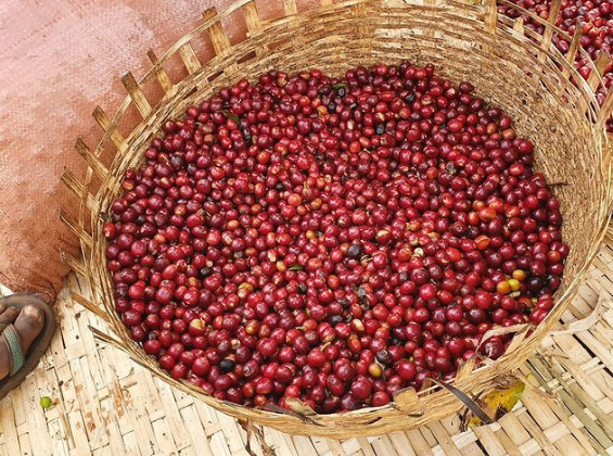 FRUIT BOMBE: Ethiopia Ayla Bombe Natural