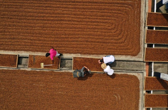 ACAI: Colombia Wush Wush CM