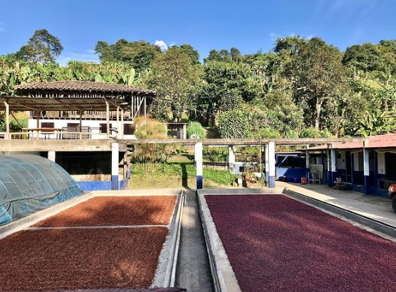 ACAI: Colombia Wush Wush CM