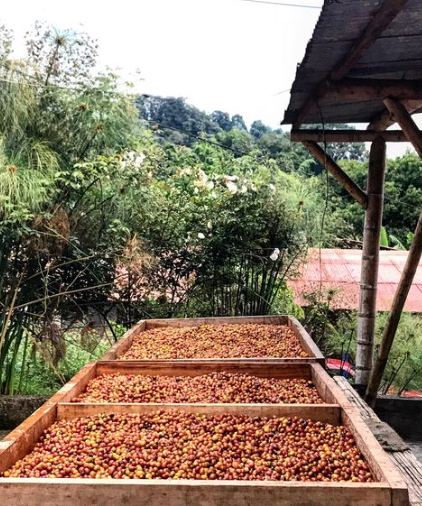 ACAI: Colombia Wush Wush CM