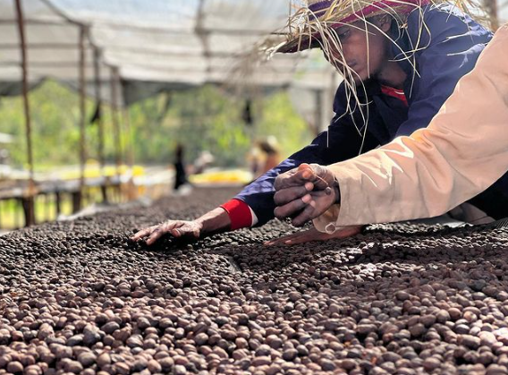 SHANTAWENE ANAEROBIC: Ethiopia Anaerobic Natural (2022)