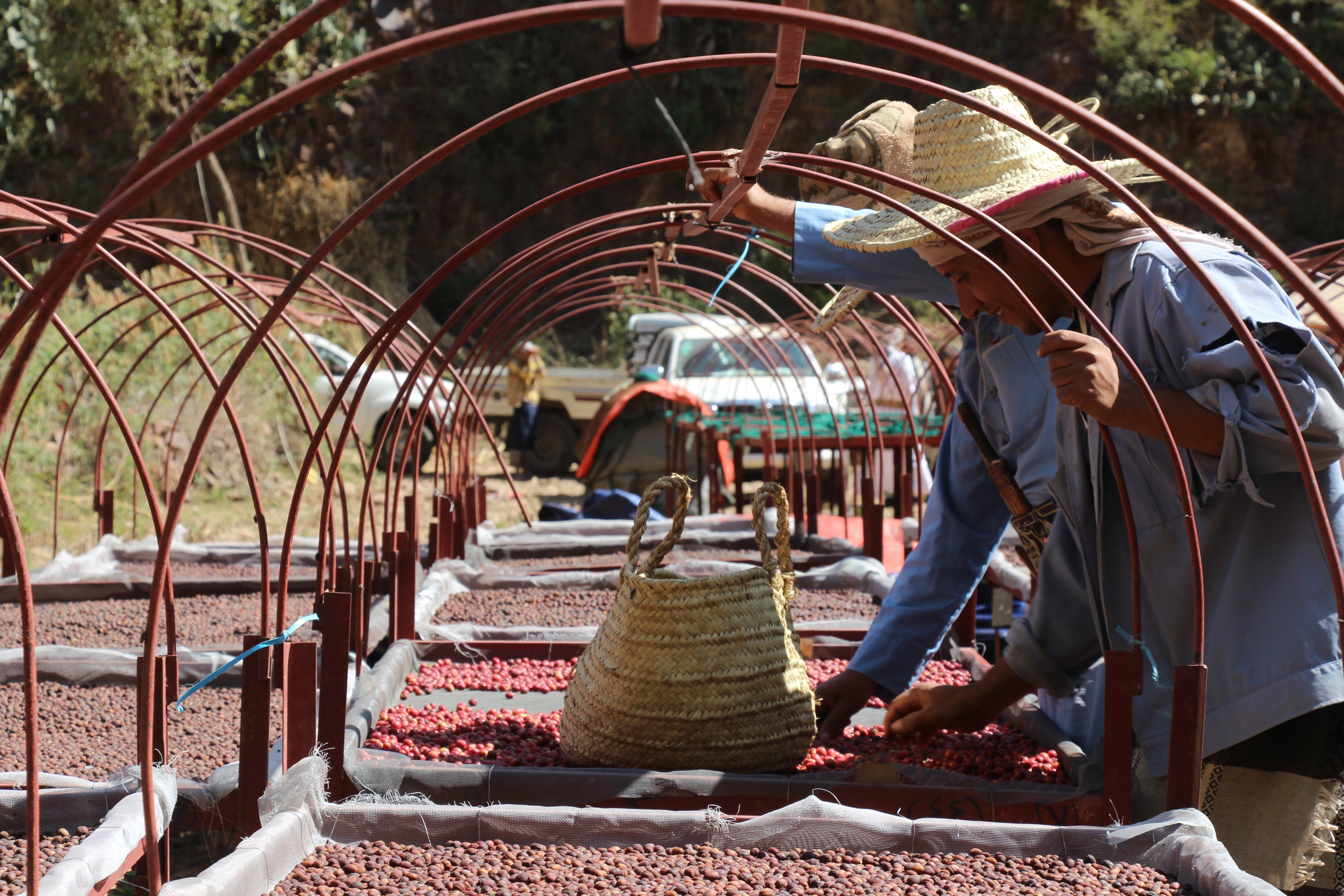 YEMEN SAGEER AL KHOULANI: Natural