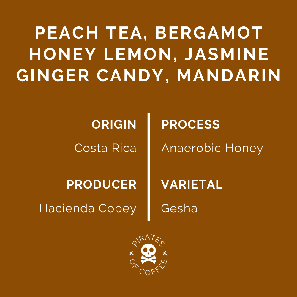 TAKARA GESHA: Costa Rica Anaerobic Honey