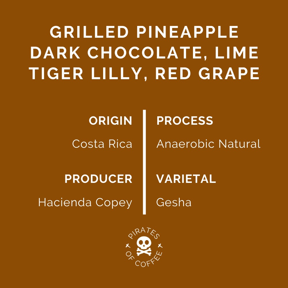 TIGER GESHA: Costa Rica Anaerobic Natural