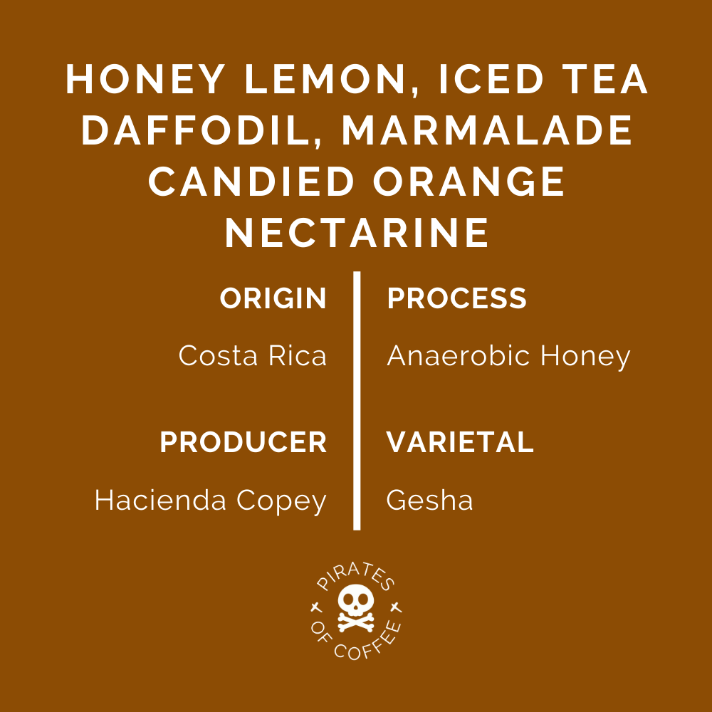TAKARA GESHA: Costa Rica Anaerobic Honey