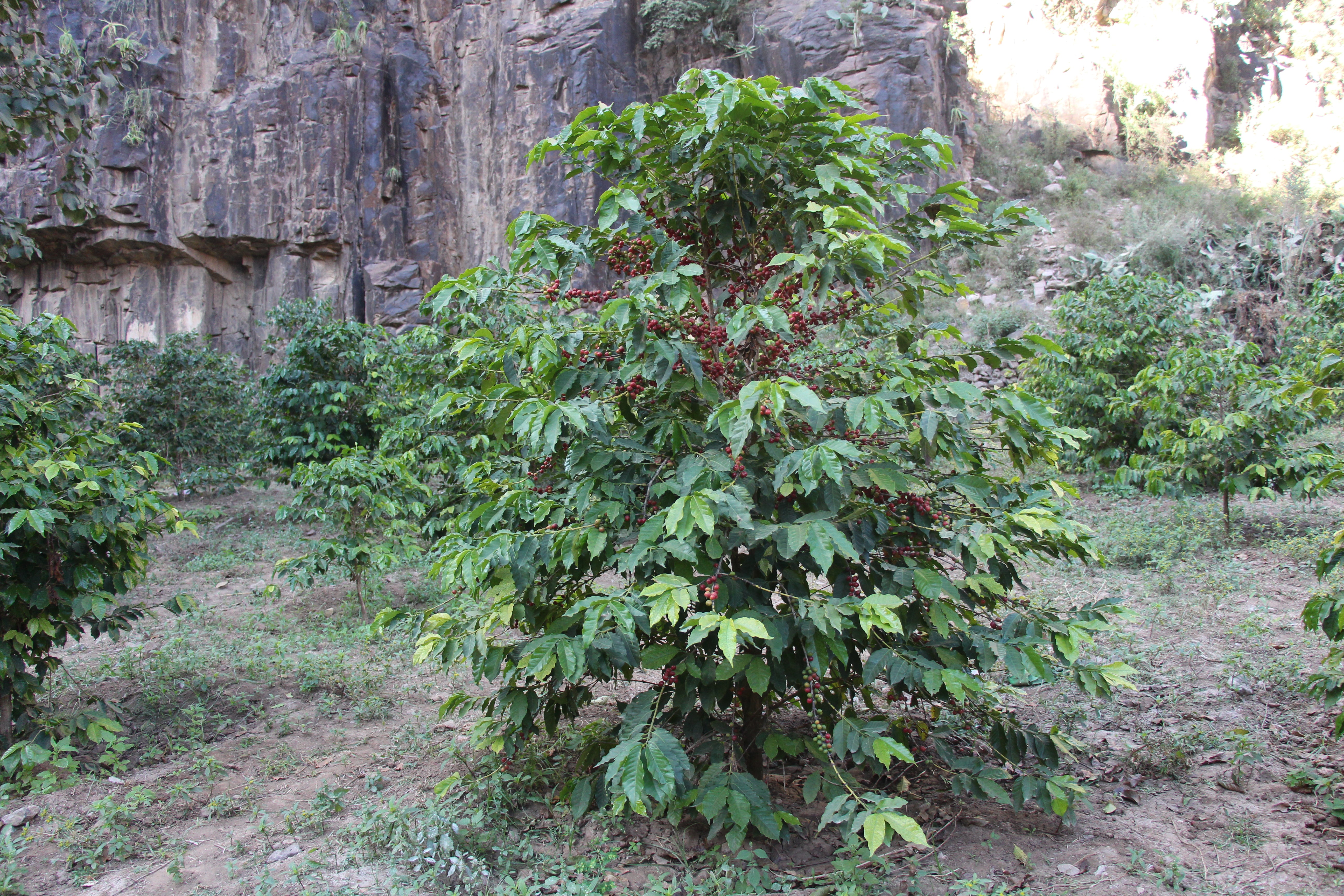 YEMEN HAYMA AA Anaerobic