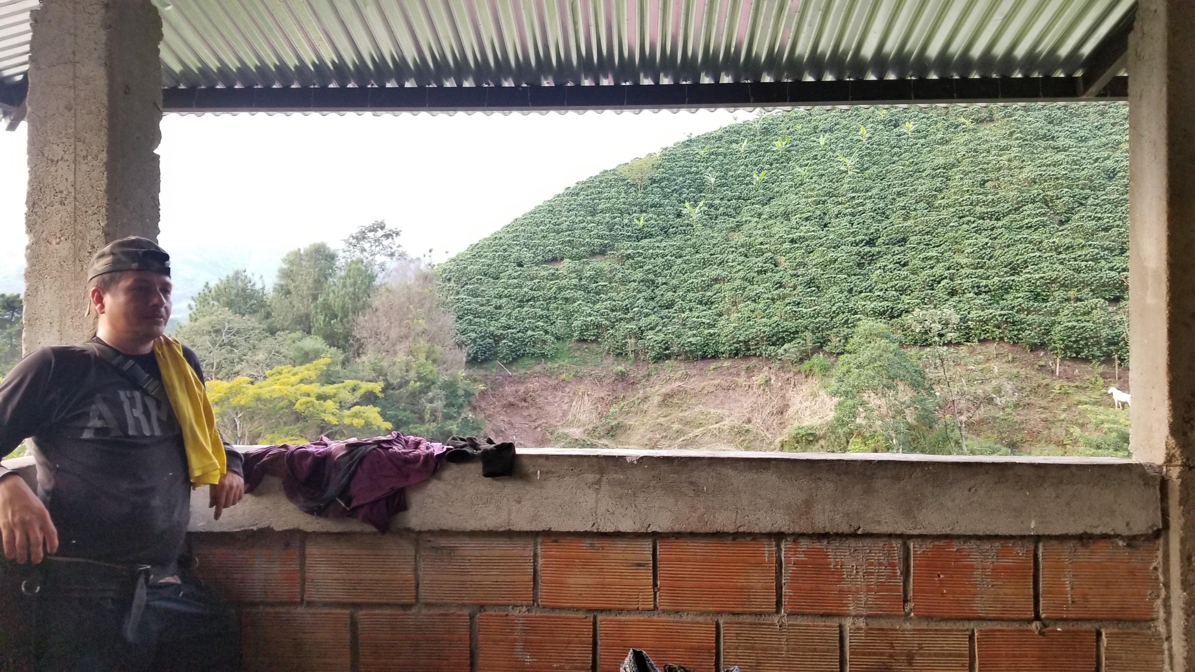 BROWNIE DECAF: Colombia Huila