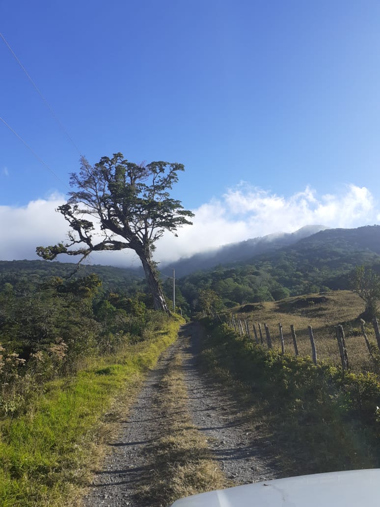 BLACK GEISHA: Panama Creativa Coffee District