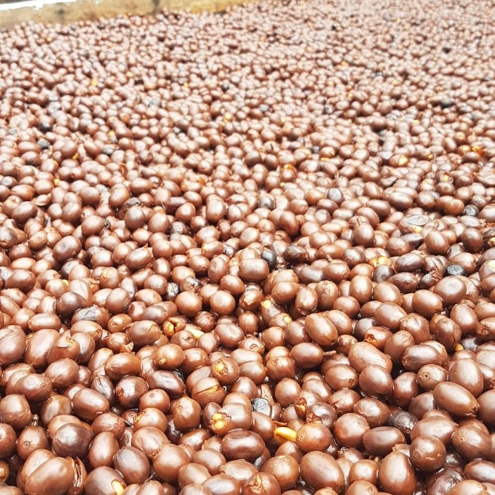 BXND GEISHA: Abu Coffee Panama Lot 24-4W (Anaerobic)