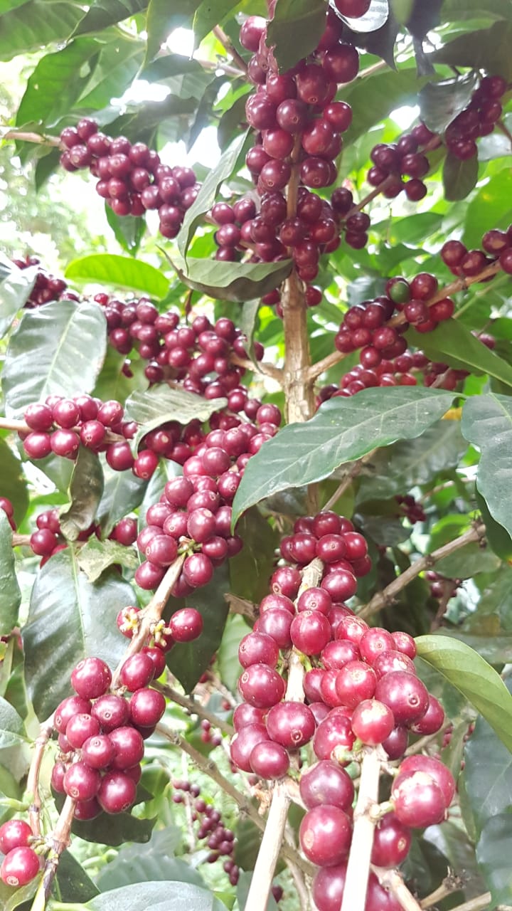 RED GEISHA: Abu Coffee Panama Lot 44-10W (Anaerobic)