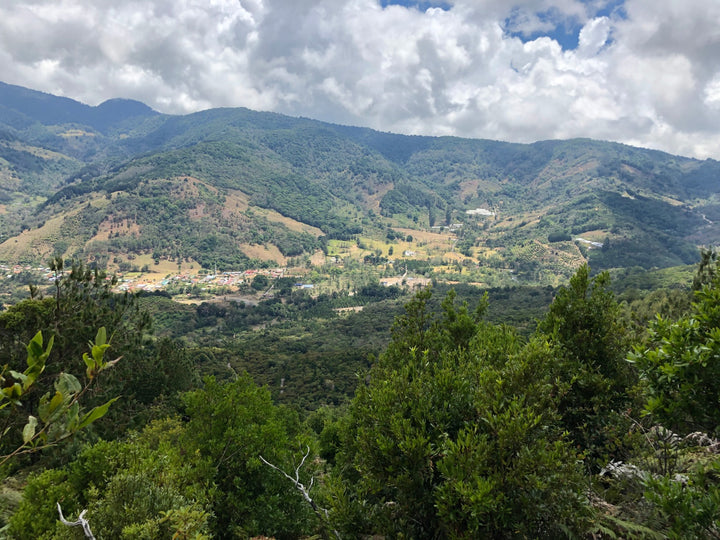 TIGER GESHA: Costa Rica Anaerobic Natural